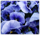 Hair care Butterfly Pea Extract Raw Materials